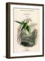 The Naturalist's Library, Ornithology Vol VIII, Red Ringed Parrakeet, C1833-1865-William Home Lizars-Framed Giclee Print