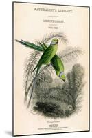 The Naturalist's Library, Ornithology Vol VIII, Red Ringed Parrakeet, C1833-1865-William Home Lizars-Mounted Giclee Print