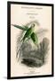 The Naturalist's Library, Ornithology Vol VIII, Red Ringed Parrakeet, C1833-1865-William Home Lizars-Framed Giclee Print