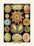 ERNST HAECKEL ART - 19Th Century - Blastoidea-The Nature Notes-Photographic Print