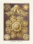 ERNST HAECKEL Art19Th CenturyActiniae.-The Nature Notes-Photographic Print