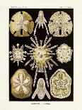 ERNST HAECKEL Art19Th CenturyActiniae.-The Nature Notes-Photographic Print