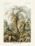 ERNST HAECKEL ART - 19Th Century - Filicinae - Ferns-The Nature Notes-Photographic Print