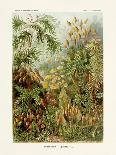 ERNST HAECKEL ART - 19Th Century - Filicinae - Ferns-The Nature Notes-Photographic Print