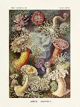 ERNST HAECKEL ART - 19Th Century - Orchideae - Orchids-The Nature Notes-Photographic Print