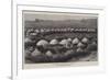 The Nearest Matabele Kraal to Buluwayo-null-Framed Giclee Print