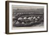 The Nearest Matabele Kraal to Buluwayo-null-Framed Giclee Print