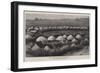 The Nearest Matabele Kraal to Buluwayo-null-Framed Giclee Print