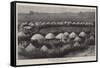The Nearest Matabele Kraal to Buluwayo-null-Framed Stretched Canvas
