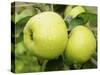 The Nelson' Apples on Apple Tree Norfolk, UK-Gary Smith-Stretched Canvas