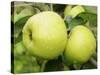 The Nelson' Apples on Apple Tree Norfolk, UK-Gary Smith-Stretched Canvas