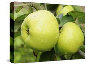 The Nelson' Apples on Apple Tree Norfolk, UK-Gary Smith-Stretched Canvas