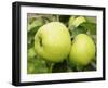 The Nelson' Apples on Apple Tree Norfolk, UK-Gary Smith-Framed Photographic Print