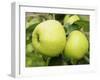 The Nelson' Apples on Apple Tree Norfolk, UK-Gary Smith-Framed Photographic Print