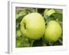 The Nelson' Apples on Apple Tree Norfolk, UK-Gary Smith-Framed Photographic Print