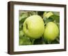 The Nelson' Apples on Apple Tree Norfolk, UK-Gary Smith-Framed Photographic Print