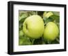 The Nelson' Apples on Apple Tree Norfolk, UK-Gary Smith-Framed Photographic Print