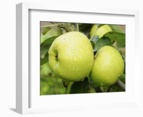 The Nelson' Apples on Apple Tree Norfolk, UK-Gary Smith-Framed Photographic Print