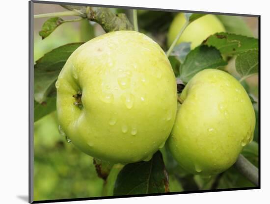 The Nelson' Apples on Apple Tree Norfolk, UK-Gary Smith-Mounted Photographic Print