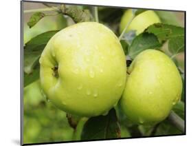 The Nelson' Apples on Apple Tree Norfolk, UK-Gary Smith-Mounted Photographic Print