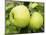 The Nelson' Apples on Apple Tree Norfolk, UK-Gary Smith-Mounted Photographic Print