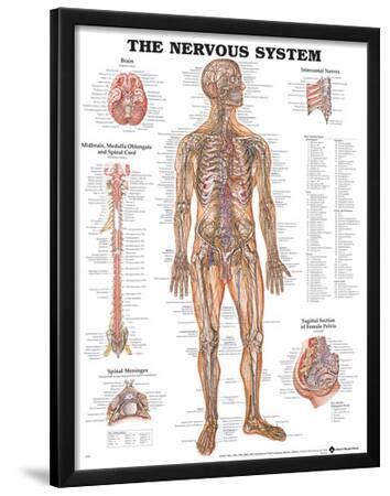 Autonomic Nervous System Chart Poster