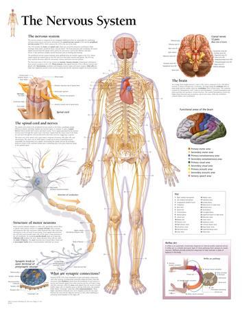 Medical Science The Human Nervous System Chart Poster Wall Art Print 36'' 47'' 