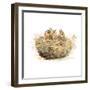 The Nest-Patricia Pinto-Framed Art Print