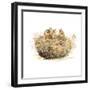 The Nest-Patricia Pinto-Framed Art Print