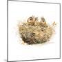 The Nest-Patricia Pinto-Mounted Art Print