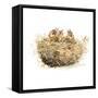 The Nest-Patricia Pinto-Framed Stretched Canvas