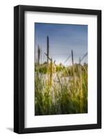 The Netherlands, Frisia, Terschelling, Dunes, Beach, Sea-Ingo Boelter-Framed Photographic Print