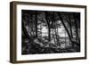 The Netherlands, Frisia, Terschelling, Dunes, Pine, Pinewood-Ingo Boelter-Framed Photographic Print