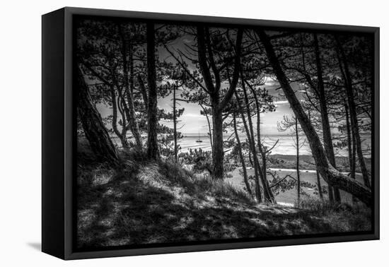 The Netherlands, Frisia, Terschelling, Dunes, Pine, Pinewood-Ingo Boelter-Framed Stretched Canvas