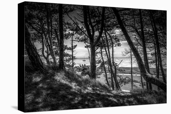 The Netherlands, Frisia, Terschelling, Dunes, Pine, Pinewood-Ingo Boelter-Stretched Canvas