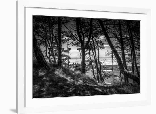 The Netherlands, Frisia, Terschelling, Dunes, Pine, Pinewood-Ingo Boelter-Framed Photographic Print