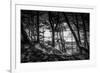 The Netherlands, Frisia, Terschelling, Dunes, Pine, Pinewood-Ingo Boelter-Framed Photographic Print