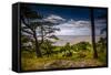 The Netherlands, Frisia, Terschelling, Dunes, Pine, Pinewood-Ingo Boelter-Framed Stretched Canvas