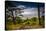 The Netherlands, Frisia, Terschelling, Dunes, Pine, Pinewood-Ingo Boelter-Stretched Canvas