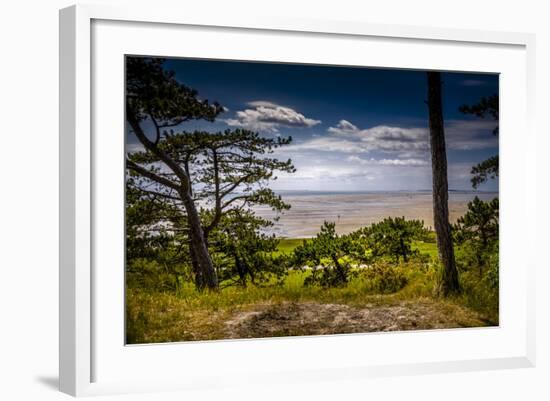 The Netherlands, Frisia, Terschelling, Dunes, Pine, Pinewood-Ingo Boelter-Framed Photographic Print