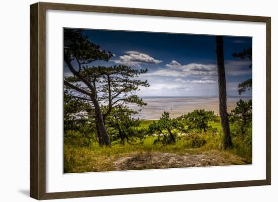 The Netherlands, Frisia, Terschelling, Dunes, Pine, Pinewood-Ingo Boelter-Framed Photographic Print