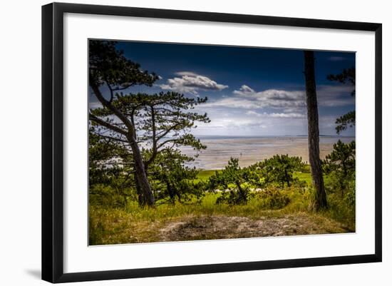 The Netherlands, Frisia, Terschelling, Dunes, Pine, Pinewood-Ingo Boelter-Framed Photographic Print