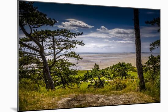 The Netherlands, Frisia, Terschelling, Dunes, Pine, Pinewood-Ingo Boelter-Mounted Photographic Print