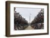The Netherlands, Holland, Amsterdam, bicycles-olbor-Framed Photographic Print