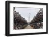 The Netherlands, Holland, Amsterdam, bicycles-olbor-Framed Photographic Print