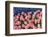 The Netherlands, Lisse. Close-up of flowers.-Jaynes Gallery-Framed Photographic Print