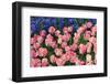 The Netherlands, Lisse. Close-up of flowers.-Jaynes Gallery-Framed Photographic Print