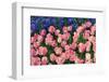 The Netherlands, Lisse. Close-up of flowers.-Jaynes Gallery-Framed Photographic Print