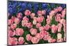 The Netherlands, Lisse. Close-up of flowers.-Jaynes Gallery-Mounted Photographic Print