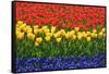 The Netherlands, Lisse. Close-up of flowers.-Jaynes Gallery-Framed Stretched Canvas